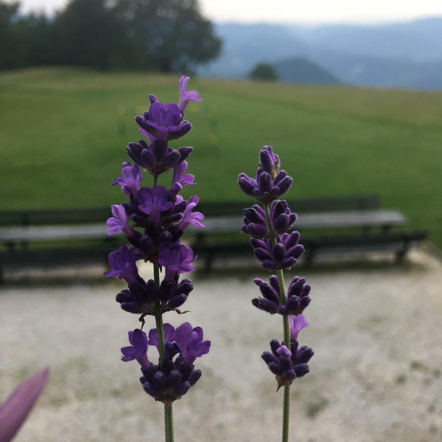 Dol pri HrastnikuPlaninski Dom Na Kalu住宿加早餐旅馆 外观 照片